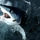 Frozen Sharks Are Turning Up Off the Coast of Cape Cod